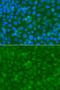 SWI/SNF Related, Matrix Associated, Actin Dependent Regulator Of Chromatin, Subfamily A, Member 4 antibody, orb136325, Biorbyt, Immunocytochemistry image 