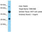 Family With Sequence Similarity 166 Member B antibody, TA330871, Origene, Western Blot image 