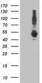 DnaJ Heat Shock Protein Family (Hsp40) Member A2 antibody, TA502126, Origene, Western Blot image 