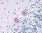 Phospholipase A2 Group IB antibody, 48-608, ProSci, Immunohistochemistry frozen image 