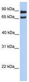 Cilia And Flagella Associated Protein 157 antibody, TA334934, Origene, Western Blot image 