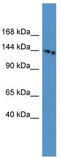 Electrogenic sodium bicarbonate cotransporter 4 antibody, TA333725, Origene, Western Blot image 