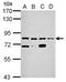 Kelch Like Family Member 1 antibody, NBP2-17076, Novus Biologicals, Western Blot image 