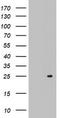 ADP-ribosylation factor-like protein 3 antibody, CF803086, Origene, Western Blot image 