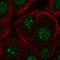 F-Box Protein 36 antibody, HPA053865, Atlas Antibodies, Immunofluorescence image 