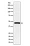 Pentraxin 3 antibody, M00649-1, Boster Biological Technology, Western Blot image 