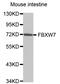 F-Box And WD Repeat Domain Containing 7 antibody, STJ111248, St John