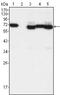 Transcription Factor 3 antibody, GTX83355, GeneTex, Western Blot image 