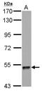 Zinc Finger Protein 689 antibody, NBP2-21040, Novus Biologicals, Western Blot image 