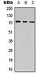Calmodulin Like 6 antibody, orb234779, Biorbyt, Western Blot image 