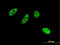 cAMP-responsive element modulator antibody, LS-C196963, Lifespan Biosciences, Immunofluorescence image 