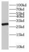 Putative transcription factor Ovo-like 1 antibody, FNab06047, FineTest, Western Blot image 