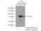Tripartite Motif Containing 25 antibody, 12573-1-AP, Proteintech Group, Immunoprecipitation image 
