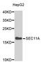 SEC11 Homolog A, Signal Peptidase Complex Subunit antibody, STJ26727, St John