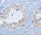 Serine/threonine-protein kinase Nek9 antibody, PA5-50615, Invitrogen Antibodies, Immunohistochemistry frozen image 