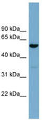 Actin Related Protein 10 antibody, TA344852, Origene, Western Blot image 