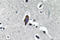Major Intrinsic Protein Of Lens Fiber antibody, LS-C291666, Lifespan Biosciences, Immunohistochemistry paraffin image 