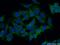 StAR Related Lipid Transfer Domain Containing 13 antibody, 21325-1-AP, Proteintech Group, Immunofluorescence image 