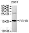 Follitropin subunit beta antibody, MBS129731, MyBioSource, Western Blot image 
