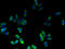 Fibronectin Type III Domain Containing 3B antibody, A59146-100, Epigentek, Immunofluorescence image 