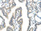 Vacuolar Protein Sorting 4 Homolog A antibody, CSB-PA940983, Cusabio, Immunohistochemistry frozen image 