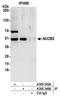NUCB2 antibody, A305-345A, Bethyl Labs, Immunoprecipitation image 
