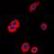 Trans-Golgi Network Protein 2 antibody, orb221138, Biorbyt, Immunofluorescence image 