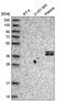 H36 antibody, HPA038915, Atlas Antibodies, Western Blot image 