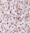 Lysine Demethylase 2A antibody, TA309710, Origene, Immunohistochemistry frozen image 
