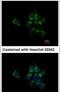 Glutathione S-Transferase Alpha 1 antibody, PA5-29811, Invitrogen Antibodies, Immunofluorescence image 