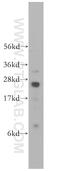 RAS Related antibody, 11647-1-AP, Proteintech Group, Western Blot image 
