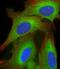 Putative elongation factor 1-alpha-like 3 antibody, M16505, Boster Biological Technology, Immunofluorescence image 