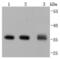 Annexin A5 antibody, NBP2-67156, Novus Biologicals, Western Blot image 