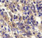 C-X-C Motif Chemokine Receptor 6 antibody, ADI-905-276-100, Enzo Life Sciences, Immunohistochemistry paraffin image 