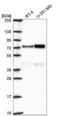 Origin Recognition Complex Subunit 2 antibody, NBP2-56503, Novus Biologicals, Western Blot image 
