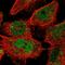 MAF BZIP Transcription Factor F antibody, HPA055371, Atlas Antibodies, Immunofluorescence image 