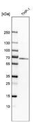 Myotubularin 1 antibody, NBP1-86107, Novus Biologicals, Western Blot image 