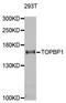DNA Topoisomerase II Binding Protein 1 antibody, STJ28348, St John