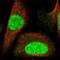 Chromosome 1 Open Reading Frame 52 antibody, NBP1-93751, Novus Biologicals, Immunofluorescence image 