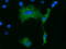 Kelch Like Family Member 2 antibody, TA501549, Origene, Immunofluorescence image 
