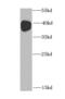 MOK Protein Kinase antibody, FNab05271, FineTest, Western Blot image 