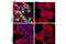 RB Transcriptional Corepressor 1 antibody, 8516S, Cell Signaling Technology, Immunofluorescence image 