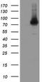 Negative Regulator Of Ubiquitin Like Proteins 1 antibody, TA800188BM, Origene, Western Blot image 