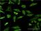 Fatty Acid Binding Protein 4 antibody, H00002167-M05, Novus Biologicals, Immunofluorescence image 