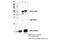 C-X-C Motif Chemokine Ligand 1 antibody, 24376S, Cell Signaling Technology, Immunoprecipitation image 