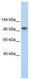 HMG box transcription factor BBX antibody, TA331834, Origene, Western Blot image 