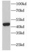 Double C2 Domain Beta antibody, FNab02491, FineTest, Western Blot image 