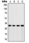 Fibrinogen Silencer Binding Protein antibody, MBS822187, MyBioSource, Western Blot image 