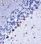 Casein Kinase 1 Gamma 3 antibody, GTX53489, GeneTex, Immunohistochemistry paraffin image 
