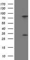 Pyrroline-5-Carboxylate Reductase 3 antibody, CF502033, Origene, Western Blot image 